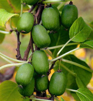 Mini-Kiwi ohne Kerne VITIKIWI 40-50 cm, Cont. 1,6 l