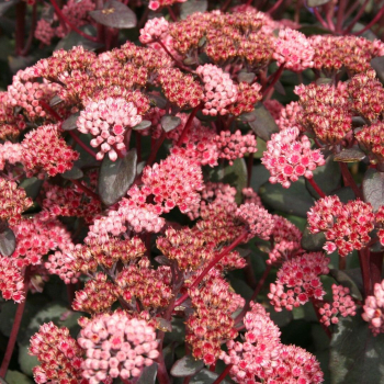 Obrzok (6)