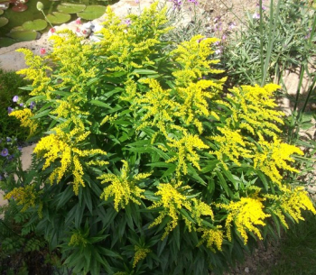 Goldrute GOLDEN DWARF Cont. 0,5 l