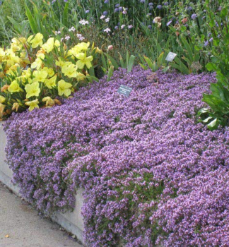 Fr�hbl�hender Thymian �ELFIN� Cont. 0,5 l
