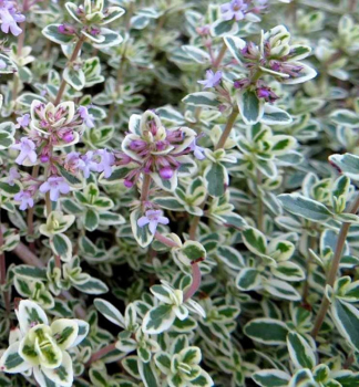 Echte Thymian SILVER POSIE Cont. 0,5 l
