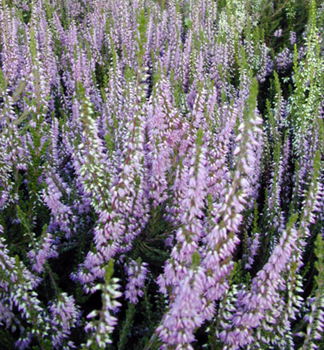 Besenheide 'SPRING TORCH', Cont. 0,5 l