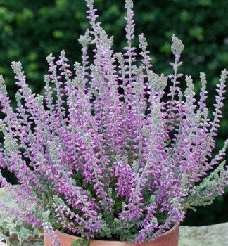 Besenheide 'SILVANA', Cont. 0,5 l
