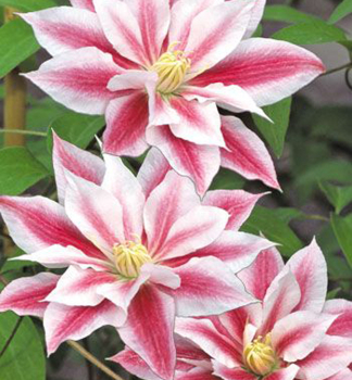 Clematis 'ANDROMEDA' 40-50 cm, Cont. 1,6 l, Pflanze mit Rankhilfen