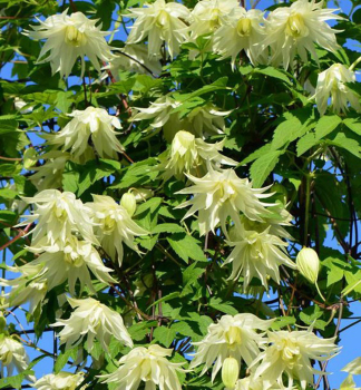 Botanische Clematis LEMON DREAM 40-50 cm, Cont. 2 l