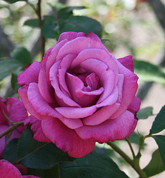 Stammrose 'LILA WUNDER' auf Stamm 90 cm, Cont. 7,5 l