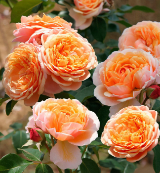 Gartenrose 'LANDLUST' * Kordes 2015, Cont. 2 l