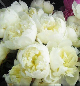 Pfingstrose �DUCHESSE DE NEMOURS�, Cont. 1,5 l