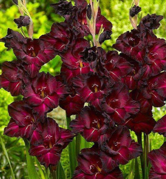Zwiebeln - Gladiole (Gladiolus) �BLACK STAR�, Packungsinhalt 6 St.