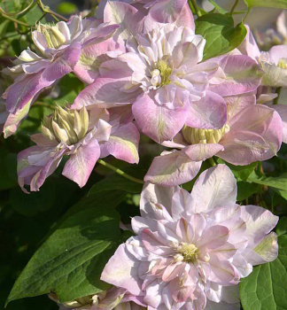 Clematis INNOCENT BLUSH 40-50 cm, Cont. 1,6 l, Pflanze mit Rankhilfen