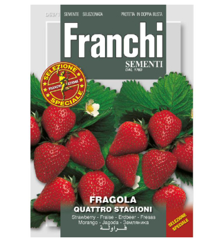 Samen - ERDBEERE QUATRO STAGIONI