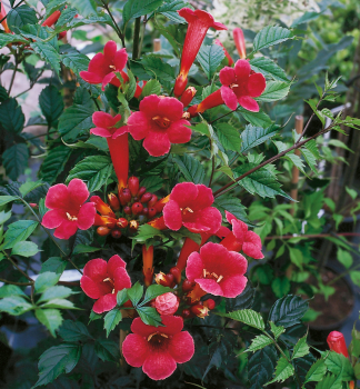 Trompetenblume FLAMENCO 40-50 cm, Cont. 1,6 l, Pflanze mit Rankhilfen