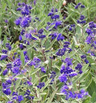 Bartblume KEW BLUE 20-30 cm, Cont. 1,4 l