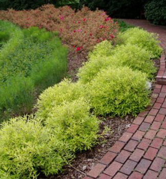 Bartblume �WORCESTER GOLD� 20-30 cm, Cont. 1,4 l