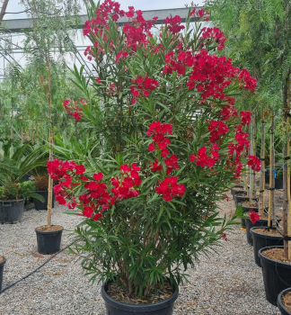 Rosaroter Oleander 'ROSSO SEMPLICE' 50-60 cm, Cont. 3 l