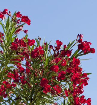Rosaroter Oleander 'ROSSO SEMPLICE' 30-40 cm, Cont. 3 l