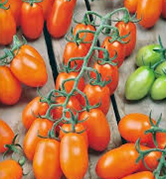Tomate FANTINO F1  Cont. 0,5 l