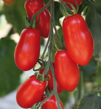 Tomate �TRILLY F1� Cont. 0,5 l