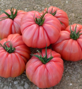 Tomate ROSALINDA F1 Cont. 0,5 l
