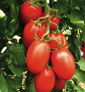 Tomate �LUANA� Cont. 0,5 l