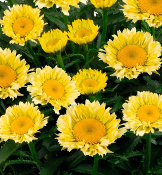 Groblumige Margerite SWET DAISY IZABEL , Cont. 0,5 l