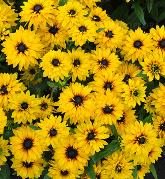 Sonnenhut (Rudbeckia) �FLAMENCO� YELLOWE� Cont. 0,5 l