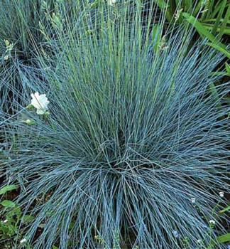 Blauschwingel 'UCHTE' Cont. 0,5 l