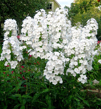 Flammenblume SCHNEELAWINE, Cont. 0,5 l