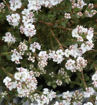 Obr�zok (4)