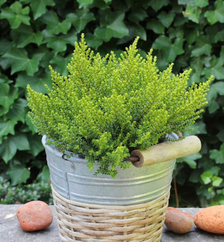 Strauchveronika (Hebe) GOLDEN NUGGET, Cont. 0,5 l