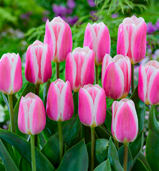 Tulpe MANDY S CHOICE Packungsinhalt 5 St.