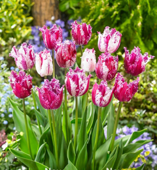 Tulpe PURPLE CIRCUS Packungsinhalt 5 St.