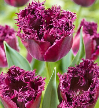 Tulpe PURPLE CRYSTAL Packungsinhalt 5 St.