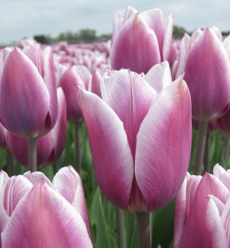 Tulpe SYNAEDA BLUE Packungsinhalt 5 St.