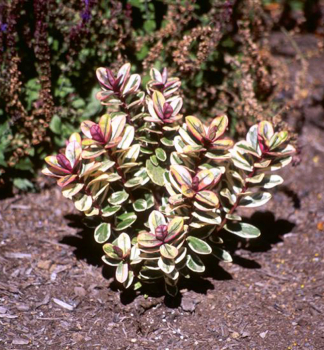 Obrzok (3)