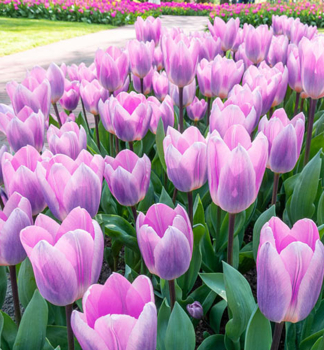 Tulpe LIGHT AND DREAMY Packungsinhalt 5 Stk.