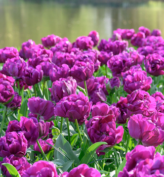 Tulpe NEGRITA DOUBLE 5 Stck in einer Packung