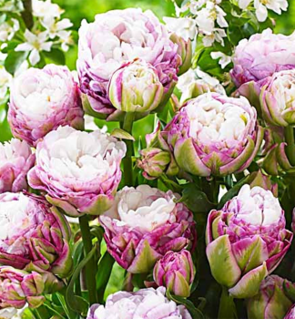 Tulpe PEGGY WONDER Packungsinhalt 3 St.