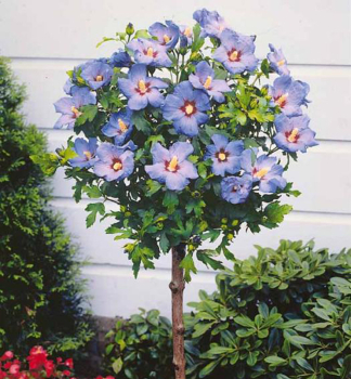Straucheibisch OISEAU BLEU auf Stamm 120 cm, Cont. 12 l