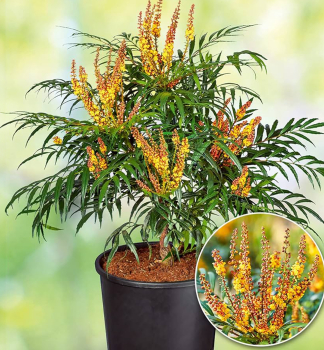 Mahonie VOLCANO 15-20 cm, Cont. 2,5 l