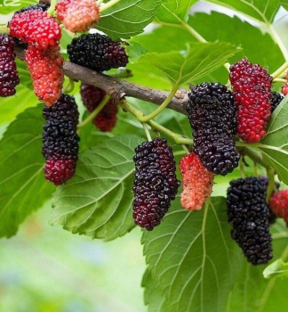 Maulbeere �GERARDI�S DWARF� 15-20 cm, Cont. 2 l