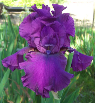 Hohe Bart-Schwertlilie �SULTRY MOOD� , Cont. 1 l