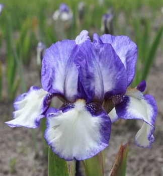 Zwerg-Schwertlilie 'JENNY GRACE', Cont. 1 l