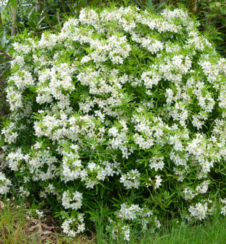 Choisya (Orangenblume) AZTEC PEARL 15-20 cm, Cont. 2 l