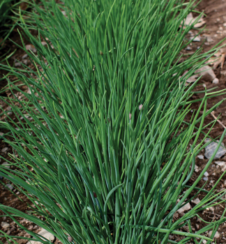 Obr�zok (1)