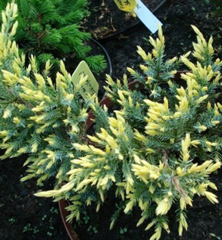 Beschuppter Wacholder 'DREAM JOY' 20-30 cm, Cont. 2 l