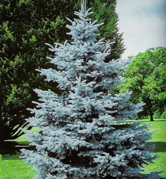 Stech-Fichte HOOPSII 20-30 cm, Cont. 2 l