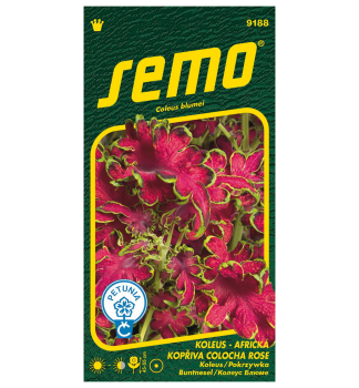 Samen � Koleus �COLOCHA ROSE�