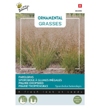 Samen - ORNAMENTAL TROPFENGRAS