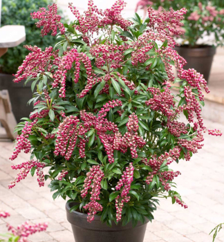 Schattenglckchen PASSION 20-30 cm, Cont. 2,5 l